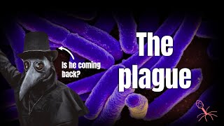 Bubonic plague clearly explained