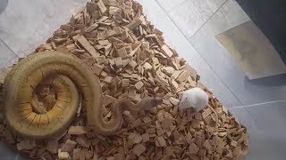 PREMIER NOURRISSAGE DE MON PYTHON REGIUS ! (souris vivante )