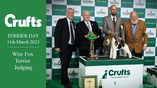 Wire Fox Terrier Judging - Crufts 2023