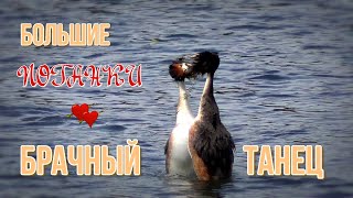 Mating dance of great grebes.