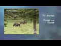 faunaview wisent encounters