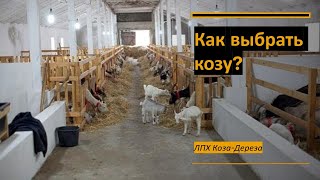 Как выбрать козу? Мое личное мнение об этом....