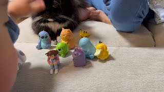 二歳児から人形遊びに誘われる猫　ラガマフィン　Cat invited to play with dolls