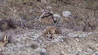 Dağ keçileri  Ordubad rayon Anabad kəndi. Gözəl mənzərə