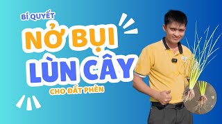 BÍ QUYẾT RA RỄ, LÚN CÂY CHO ĐẤT PHÈN#caylua #nongdan #bvtv