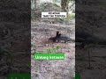 pikat di serang biawak ayamhutanpikat ayamjagohutan ayam brugo tapau