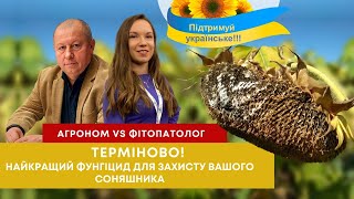 Соняшник у небезпеці  Терміново! Найкращі рішення для його захисту