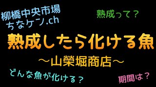 【柳橋中央市場】熟成すると美味しくなる魚（山榮堀商店）