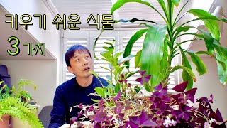 키우기 쉬운 식물 3가지 | 관리가 쉬운 식물을 키워 볼까요?