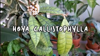 HOYA CALLISTOPHYLLA CARE AND TRICKS TO GET FLOWERS | Propagation Too.