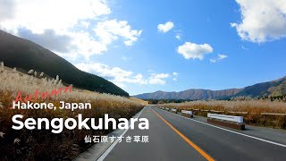 4K Autumn drive - Hakone/Sengokuhara, Kanagawa Japan 箱根仙石原すすき草原 ドライブ 2020.11.11