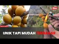 Buah kerosin unik tapi mudah terbakar