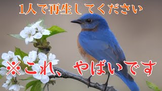 警告⚠️非常に強力※再生した24時間後から人生の展開が激変する「青い鳥」