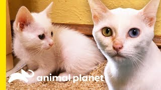 Rare 'Khao Manee' Cats Have Strikingly Beautiful Odd-Colored Eyes | Cats 101