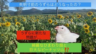 え⁉️そんな声出すの⁉️生まれて初めて聞いたうずらの鳴き声。失明寸前のうずら、血を吐きまくるうずら、鶏の胸筋君と、ひまわりとピーナッツ。