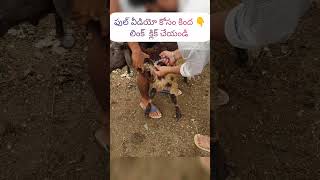 #గొర్రెలు,మేకలకు పాటురోగం టీకాలు #sheepfarming #vaccine #enterotoxemia in sheep