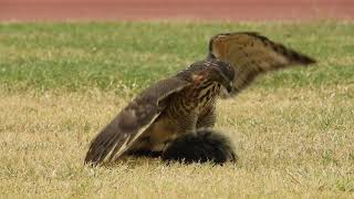 20191013 孔子廟鳳頭蒼鷹 3 - 壓制松鼠