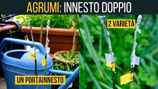 AGRUMI🍋 INNESTO 2 varietà su un portainnesto | Food Stories