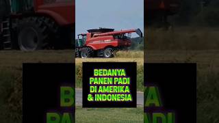 Perbedaan panen padi di Amerika \u0026 Indonesia #panen #petani #pertanian #teknologi #padi #beras