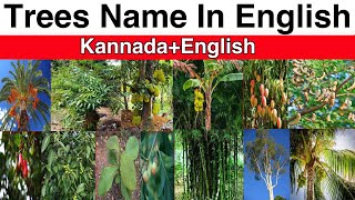 Tree Names With Pictures in kannada and English | Trees (ಮರಗಳು) | TREES NAMES # PLANTS NAMES