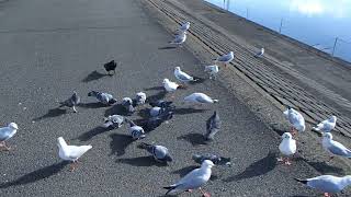 末吉橋北側の鶴見川左岸に飛来したヒメクビワカモメの群れに餌付け②