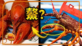 ”澳龙“才是正统血脉：小龙虾是“假”龙虾？🦞波龙 也是“假龙虾”！🦐