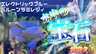 まさに水中の宝石！エレクトリックブルーバルーンラミレジィお迎え！【アクアリウム　初心者】#ネイチャーアクアリウム