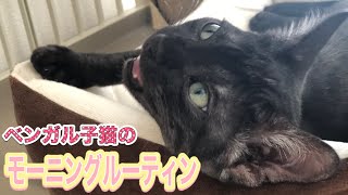 ベンガル子猫のモーニングルーティン