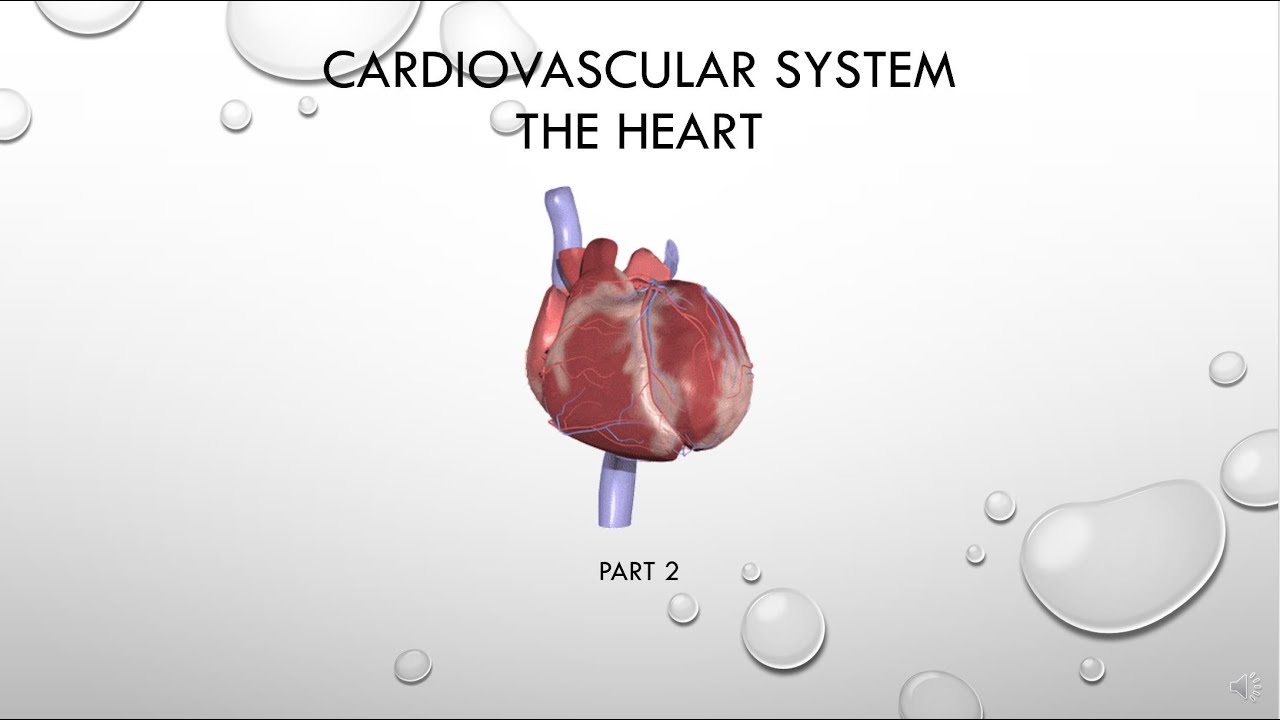 A&P 2 Cardiovascular System Heart Pt 2 - YouTube