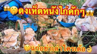 เก็บเห็ดหนังไก่กับเพื่อนๆ(ep2.ดงเห็ดหนั่งไก่ดอกสีส้ม เก็บเห็ดนอร์เวย์ ต่างประเทศในต่างแดน 13.9.2020