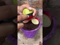 Enjoy Harvest guavas and apples together on the same tree #farming #satisfying #shorts #gardening