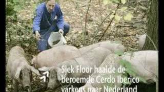 Sjek Floor houdt Spaanse Cerdo Iberico varkens in Nederland