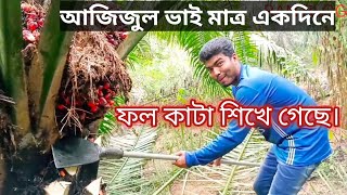 নতুন মানুষ একদিনের মধ্যে সাবোল দিয়ে ফল কাটা শিখে গেছে।মালয়সিয়া পাম বাগানের কাজ।potong buah