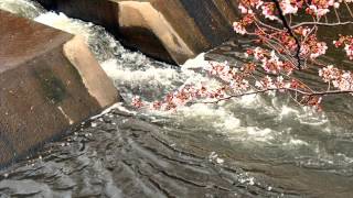 恩田川沿いの桜並木