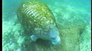 Introduction to Manatees
