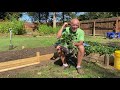 transplanting the everbearing strawberries into our new raised bed with the stupid gardener