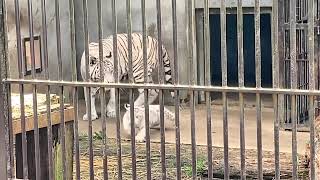 ホワイトタイガーの赤ちゃんお披露目 ｶﾜｲｲ(^▽^)/＠宇都宮動物園2021