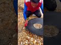 looking for gold and panning for gold buried in gold goldpanning mininggold goldhunters