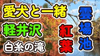 軽井沢・白糸の滝観光【愛犬と一緒・紅葉】