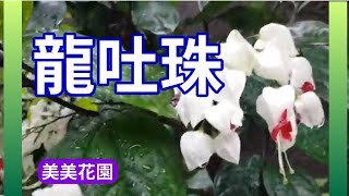 路邊圍牆旁的龍吐珠【美美花園】