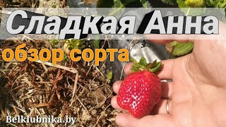 🍓Сорт клубники Сладкая Анна.🍓 Belklubnika.by