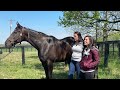 foal fridays with ren carothers elate and her 2023 tapit colt