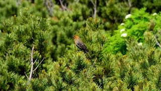 ギンザンマシコ♀　Pine grosbebe　2015/7/10＠Asahidake/Hokkaido/Japan