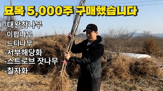 묘목 사러 가서 호구 되지 않는 법. 묘목 구매 이렇게 해보세요! 구독자님들 묘목 5,000주 사왔습니다