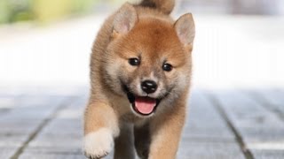 ID:1603　柴犬　赤柴　雌　子犬　生後38日目　shiba　inu