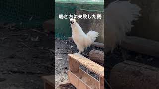 鳴き方に失敗した鶏