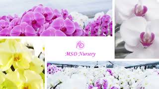 純国産の胡蝶蘭専門店 MSD Nursery