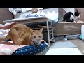 2023ｰ03−10 保護猫たちの「ほっこり猫ライブ」ハッチ＆マック＋黒猫めめ cat live stream in japan cat life tv