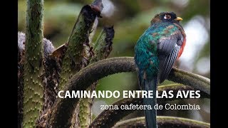 Caminando entre las aves, zona cafetera de Colombia