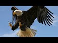 eagle asmr